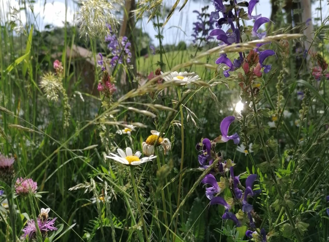 Pflegeleicht, romantisch und wild – die Blumenwiese – KelArt GmbH